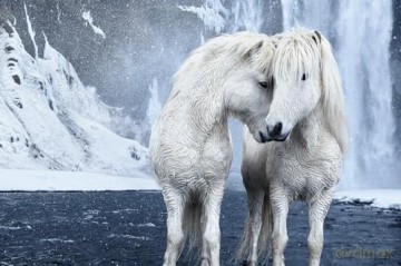 Untamed Spirits: Horses from Around the World - Drew Doggett [KSIĄŻKA]