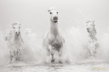 Untamed Spirits: Horses from Around the World - Drew Doggett [KSIĄŻKA]