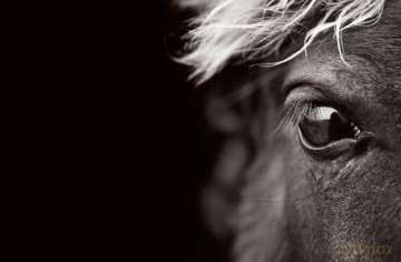 Untamed Spirits: Horses from Around the World - Drew Doggett [KSIĄŻKA]