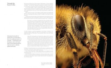 What the Bees See: A Honeybee's Eye View of the World - Burrows [KSIĄŻKA]