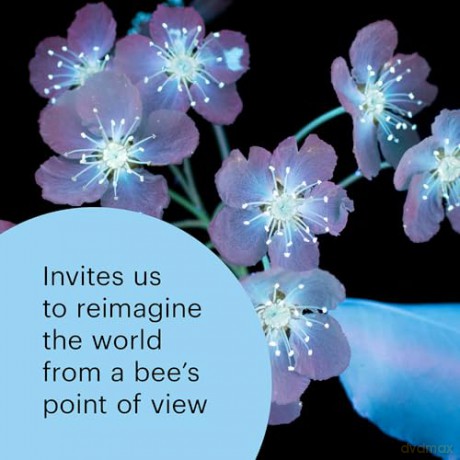 What the Bees See: A Honeybee's Eye View of the World - Burrows [KSIĄŻKA]