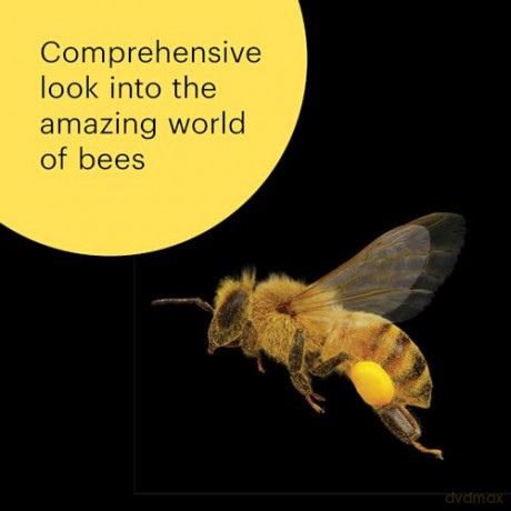 What the Bees See: A Honeybee's Eye View of the World - Burrows [KSIĄŻKA]