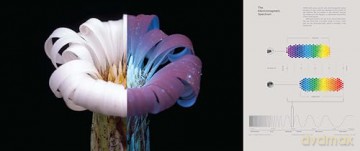 What the Bees See: A Honeybee's Eye View of the World - Burrows [KSIĄŻKA]