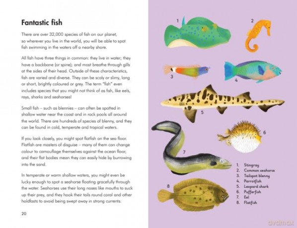 What to Look For by the Shore (A Ladybird Book) - Becky Brown [KSIĄŻKA]