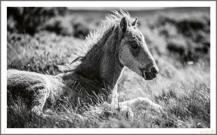 Wild Horses: Alfie Bowen - Alfie Bowen [KSIĄŻKA]