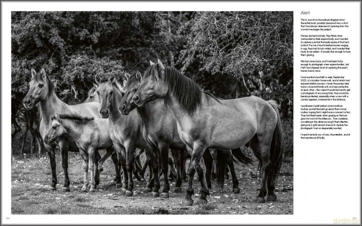 Wild Horses: Alfie Bowen - Alfie Bowen [KSIĄŻKA]