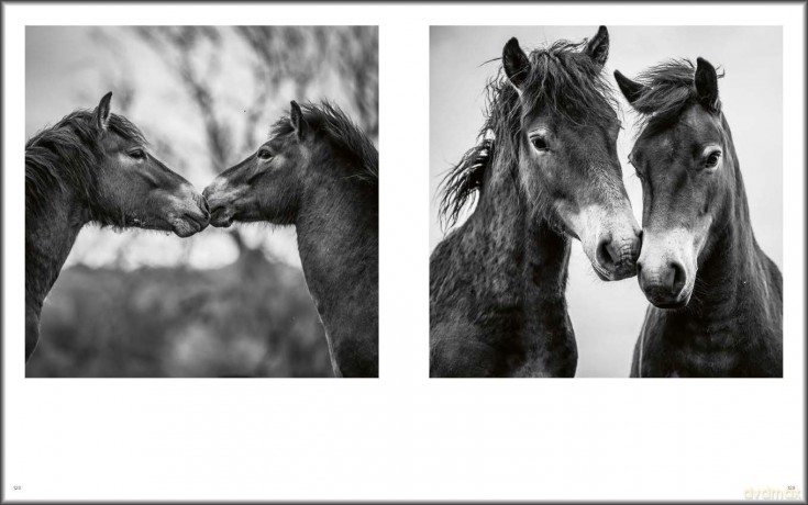 Wild Horses: Alfie Bowen - Alfie Bowen [KSIĄŻKA]