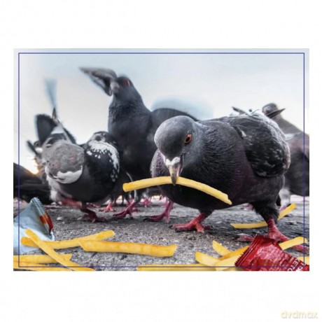 Wilder Games WILD-185 Birds Puzzle, Multicolor [PUZZLE]