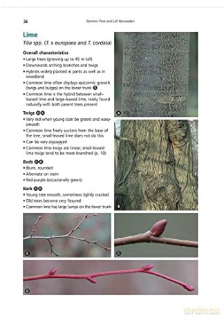 Winter Trees: a Photographic Guide to Common Trees and Shrubs (AIDGAP) - Dominic Price [KSIĄŻKA]
