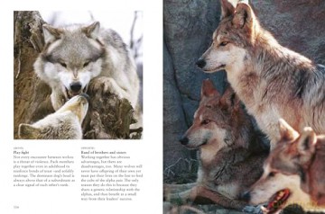 Wolves (Mini Animals) - Tom Jackson [KSIĄŻKA]
