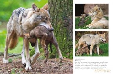 Wolves (Mini Animals) - Tom Jackson [KSIĄŻKA]