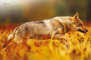 Wolves (Mini Animals) - Tom Jackson [KSIĄŻKA]