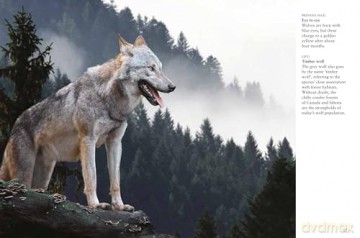 Wolves (Mini Animals) - Tom Jackson [KSIĄŻKA]