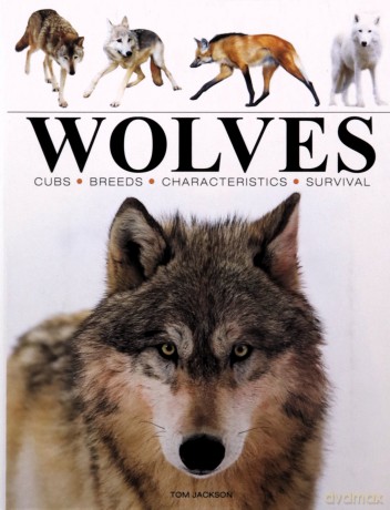 Wolves (Mini Animals) - Tom Jackson [KSIĄŻKA]