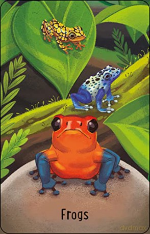 Zoo Snap (Snap Cards) - Abigail Wheatley [KSIĄŻKA]