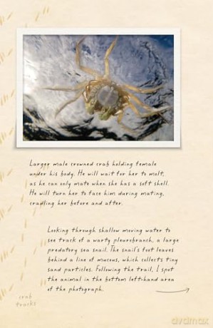 Amphibious Soul: Finding the wild in a tame world - Craig Foster [KSIĄŻKA]