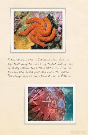 Amphibious Soul: Finding the wild in a tame world - Craig Foster [KSIĄŻKA]