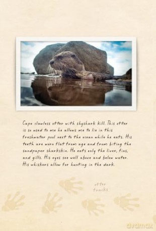 Amphibious Soul: Finding the Wild in a Tame World - Craig Foster [KSIĄŻKA]
