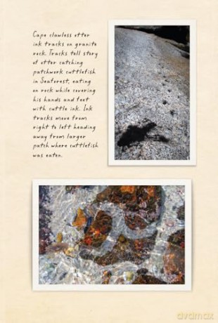 Amphibious Soul: Finding the Wild in a Tame World - Craig Foster [KSIĄŻKA]