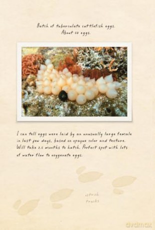 Amphibious Soul: Finding the Wild in a Tame World - Craig Foster [KSIĄŻKA]