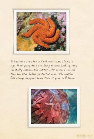 Amphibious Soul: Finding the Wild in a Tame World - Craig Foster [KSIĄŻKA]
