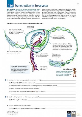 AP Biology - Student Edition (3rd Edition) - Jill Mellanby [KSIĄŻKA]