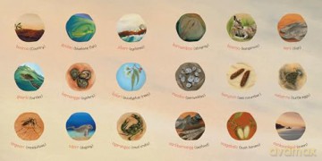 Ask Aunty: Seasons: An Introduction to First Nations Seasons - Munya Andrews [KSIĄŻKA]