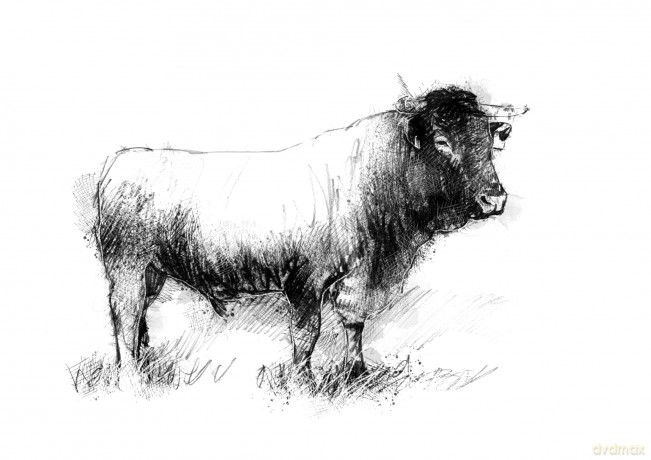 Being With Cows - Dave Mountjoy [KSIĄŻKA]