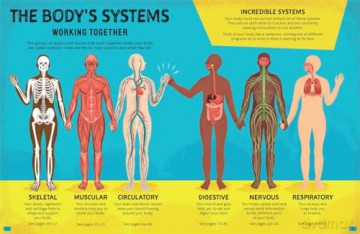 Brilliant Bodies Inside and Out: Explore How Every Body Works (Little House of Science) - Little House/Science [KSIĄŻKA]