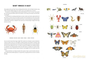 Bugs: A Skittery, Jittery History - Forster Miriam [KSIĄŻKA]