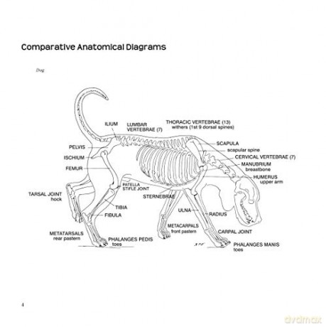 Dogsteps: A New Look, 3rd Edition (CompanionHouse Books) Definitive Manual to Canine Movement, Dog Anatomy, and Natural Gaits of Purebred Dogs; for Breeders, Judges, and Anyone Wanting to Show Dogs - Elliott Rachel [KSIĄŻKA]