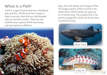 Fish (BookLife Non-Fiction Readers) - Steff Cavell-Clarke [KSIĄŻKA]