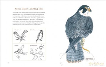 How to Look at a Bird: Open Your Eyes to the Joy of Watching and Knowing Birds - Clare Walker Leslie [KSIĄŻKA]