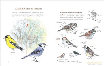 How to Look at a Bird: Open Your Eyes to the Joy of Watching and Knowing Birds - Clare Walker Leslie [KSIĄŻKA]