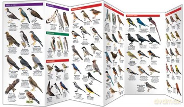 Japan Birds: A Folding Pocket Guide to Familiar Species (A Pocket Naturalist Guide) - Kavanagh James [KSIĄŻKA]
