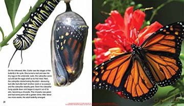 Mrs. Carter's Butterfly Garden [KSIĄŻKA]
