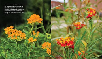 Mrs. Carter's Butterfly Garden [KSIĄŻKA]