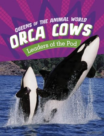 Orca Cows: Leaders of the Pod (Queens of the Animal World) - Jaclyn Jaycox [KSIĄŻKA]