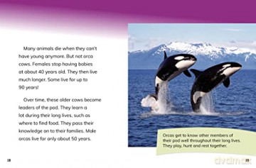 Orca Cows: Leaders of the Pod (Queens of the Animal World) - Jaclyn Jaycox [KSIĄŻKA]