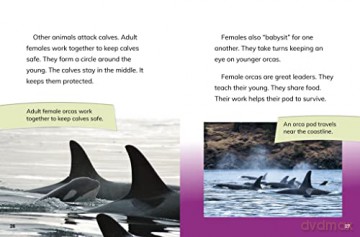 Orca Cows: Leaders of the Pod (Queens of the Animal World) - Jaclyn Jaycox [KSIĄŻKA]