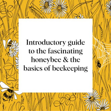 Pocket Nature: Beekeeping: Explore the Marvelous World of Honeybees - Silva Ariel [KSIĄŻKA]
