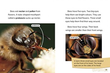 Queen Bees: Rulers of the Hive (Queens of the Animal World) - Maivboon Sang [KSIĄŻKA]