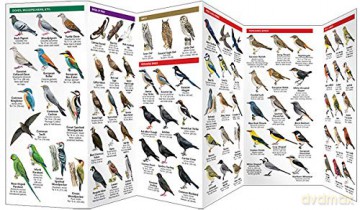 Spain Birds: A Folding Pocket Guide to Familiar Species (Pocket Naturalist Guide) (Wildlife and Nature Identification) - James Kavanagh [KSIĄŻKA]