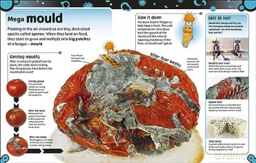 The Bacteria Book (New Edition): Gross Germs, Vile Viruses and Funky Fungi (The Science Book) - Steve Mould [KSIĄŻKA]