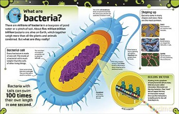 The Bacteria Book (New Edition): Gross Germs, Vile Viruses and Funky Fungi (The Science Book) - Steve Mould [KSIĄŻKA]