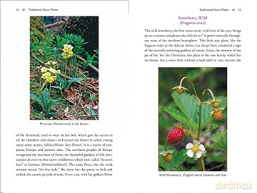 The Heart and Its Healing Plants: Traditional Herbal Remedies and Modern Heart Conditions - Wolf-Dieter Storl [KSIĄŻKA]
