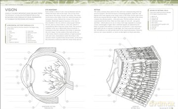 The Human Body Colouring Book: The Ultimate Anatomy Study Guide (DK Human Body Guides) - Dk [KSIĄŻKA]