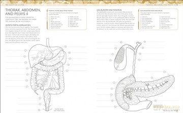 The Human Body Colouring Book: The Ultimate Anatomy Study Guide (DK Human Body Guides) - Dk [KSIĄŻKA]