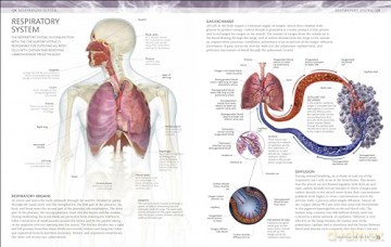 The Human Body Colouring Book: The Ultimate Anatomy Study Guide (DK Human Body Guides) - Dk [KSIĄŻKA]