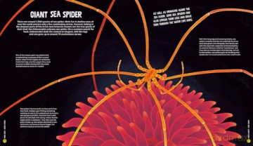 University of Cambridge: Beasts from the Deep - Matt Ralphs [KSIĄŻKA]